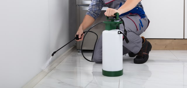 Exterminador de cinches en Arizona